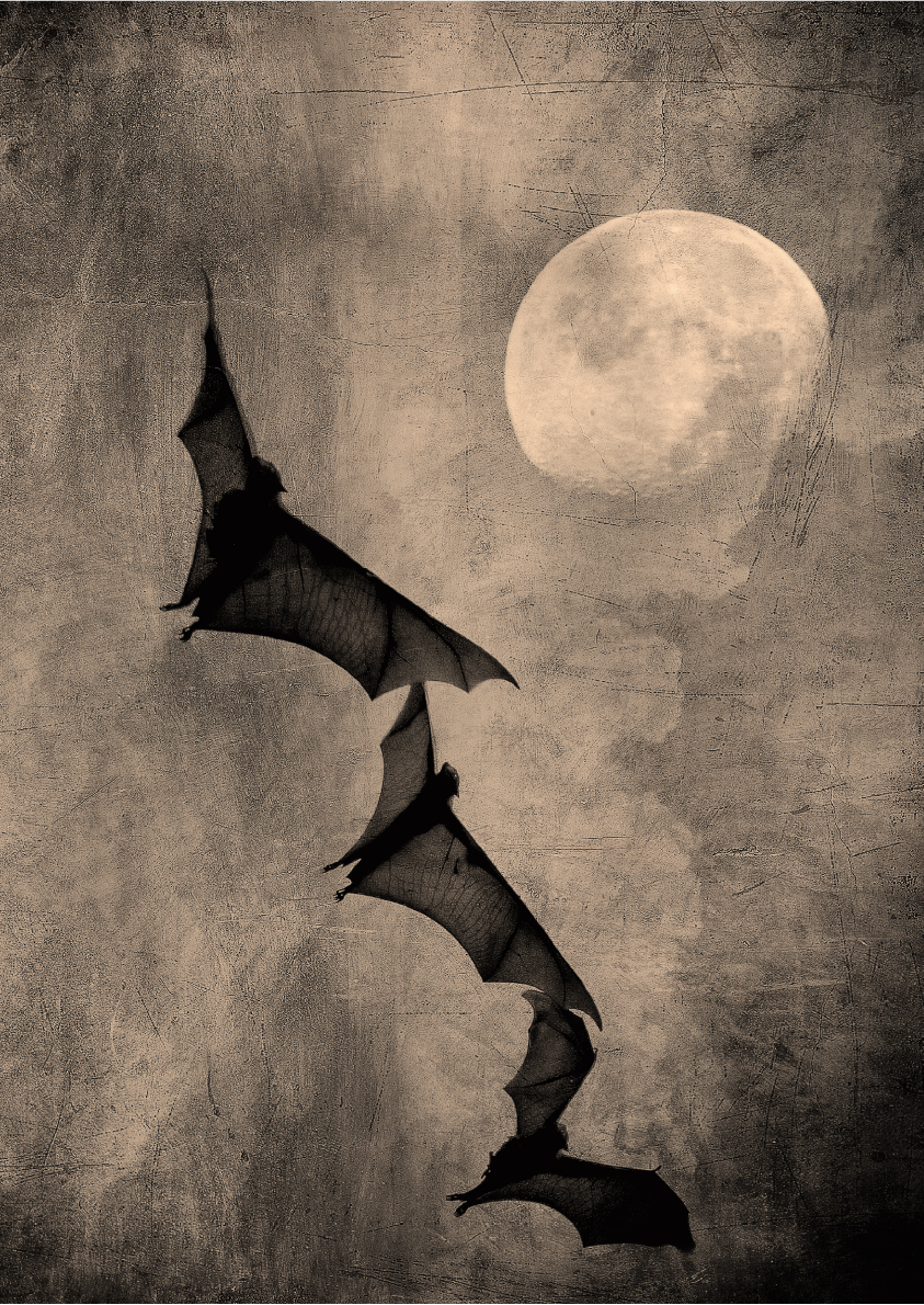 Belles and Whistles A3 Rice Decoupage Paper - Nocturnal Flight COMING SOON