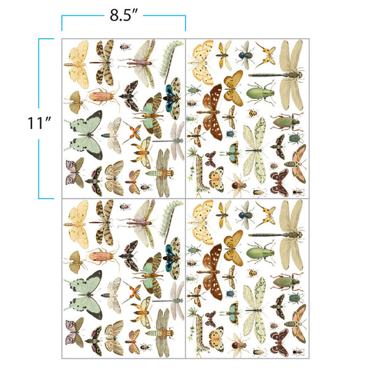 Prima Infusible Heat Transfers - 8.5" x 11" -Entomology 4 Sheets