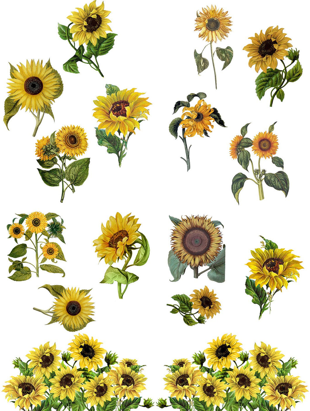 Belles and Whistles Transfers - Sunflower